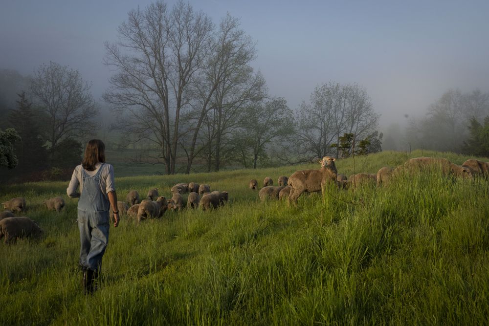 Dominique Herman leads a flock of Corriedale Merino cross and Ike-de-France Merino cross to pasture