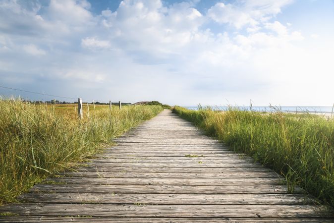 Wooden footpath and high grass in sunlight