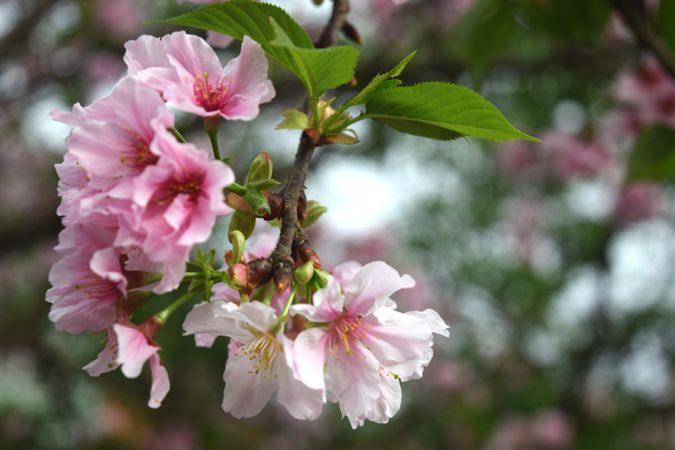 Cherry Blossoms Season in Wuji Tianyuan Temple Taiwan