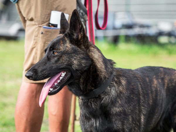 Beautiful dogs at an outdoor dog show.