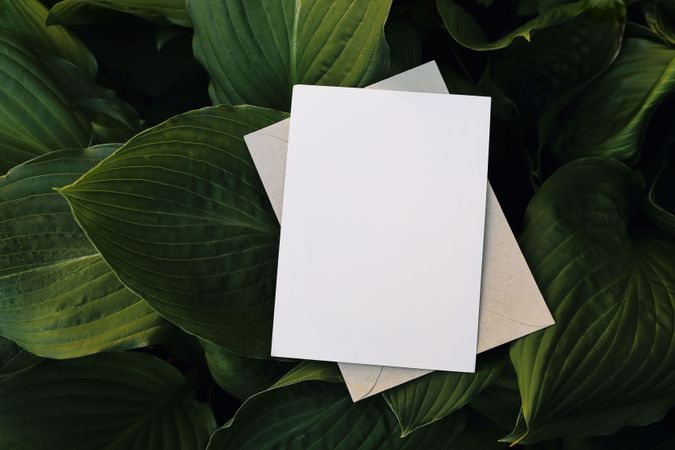 Blank greeting card, envelope over dark green hostas plant leaves