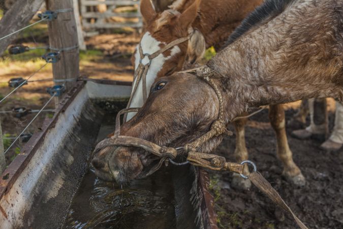 Horses drinking water in long drinker on barnyard
