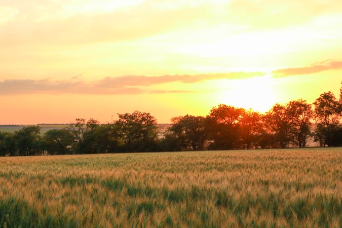 Wheat field at sunset, space for text. Agriculture