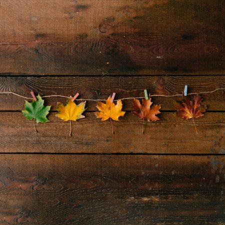 Autumn leaves from green to red on dark wooden background