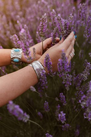 Beautiful sprigs of lavender in hands n sun