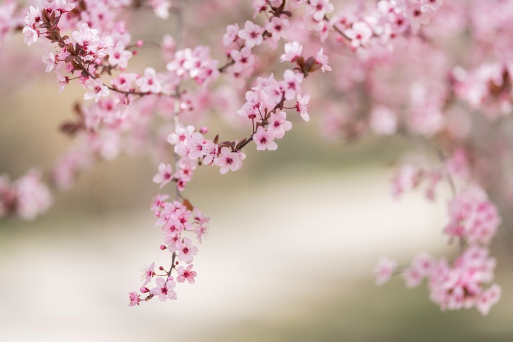 Blooming cherry tree branch in countryside