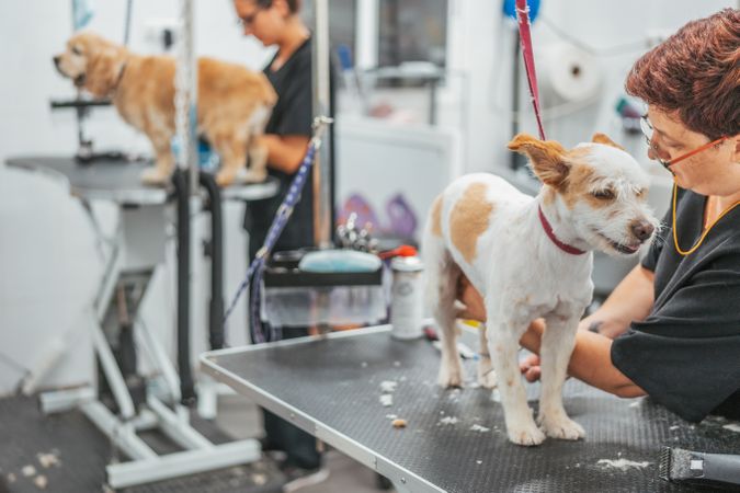 groomer shaving happy dog