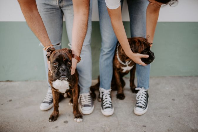 People standing and keeping cute boxers on leash