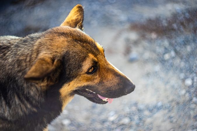 Cute wild dog