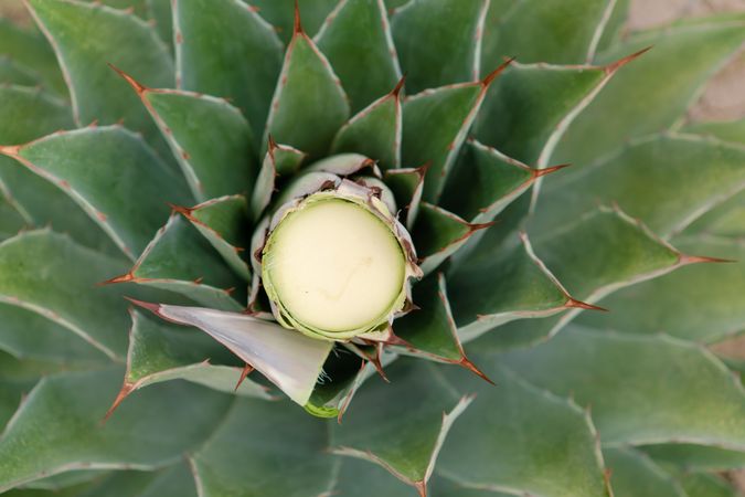 Spiky succulent plant leaves