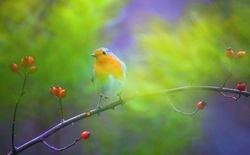 Colorful small bird on tree branch