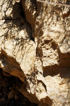 Texture of brown tree bark in nature