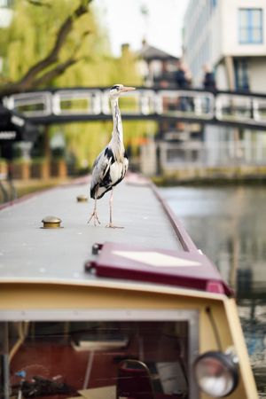 Heron sitting atop boat in Little Venice, Camden, UK, vertical