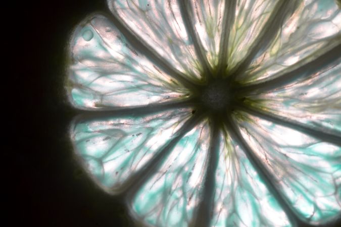 Sliced citrus fruits against light