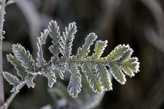 Frost-covered leaf in Aitkin County, Minnesota
