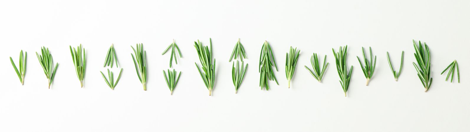 Flat lay composition with rosemary on neutral background, space for text