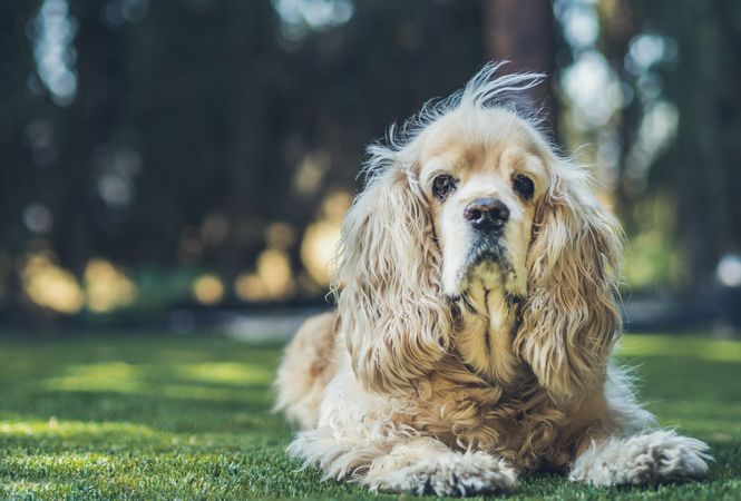 Funny dog lying on ground between plants