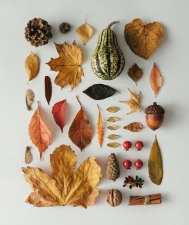 Layout made of autumn leaves, square, berries, nuts on light background