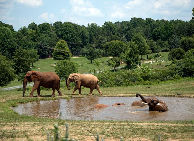 Elephants at the North Carolina Zoological Park in Asheboro, North Carolina