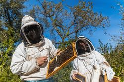 Beekeepers working together in apiary