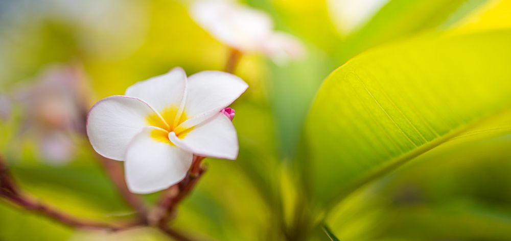 Wide shot of plumeria flower in nestled in green leaves