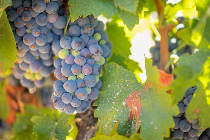 Vineyard with Lush, Ripe Wine Grapes on the Vine Ready for Harvest