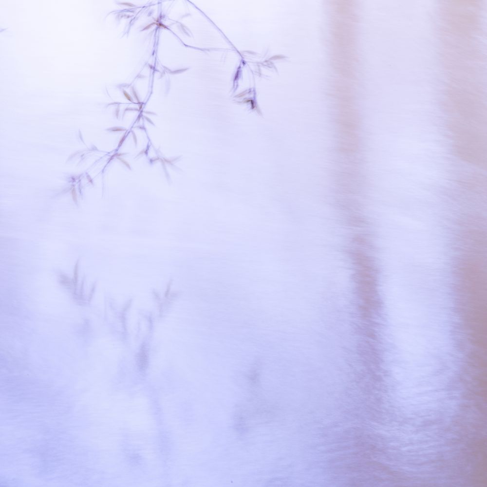 Blurred trees in green forest