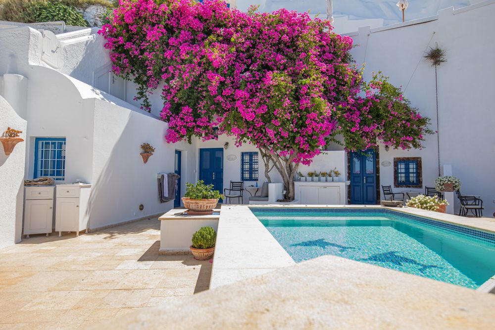 Backyard pool with pink tree