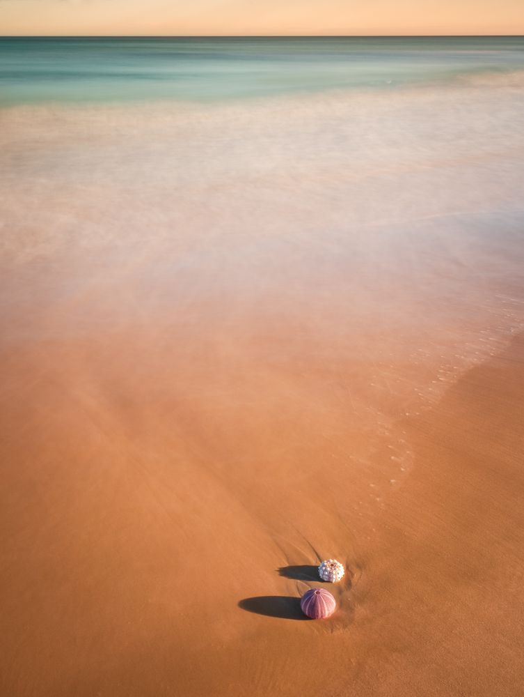 Mollusks on sand near waving sea