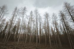 High tall trees in forest park