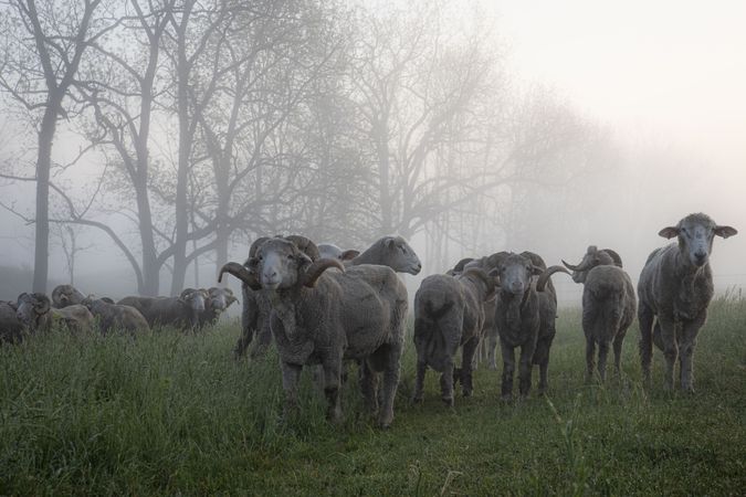Flock of sheep and ewes in a field in the fog