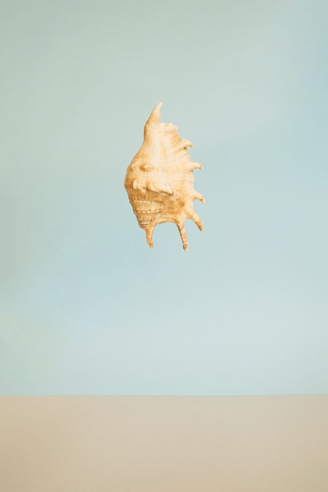 Seashell suspended against a blue background