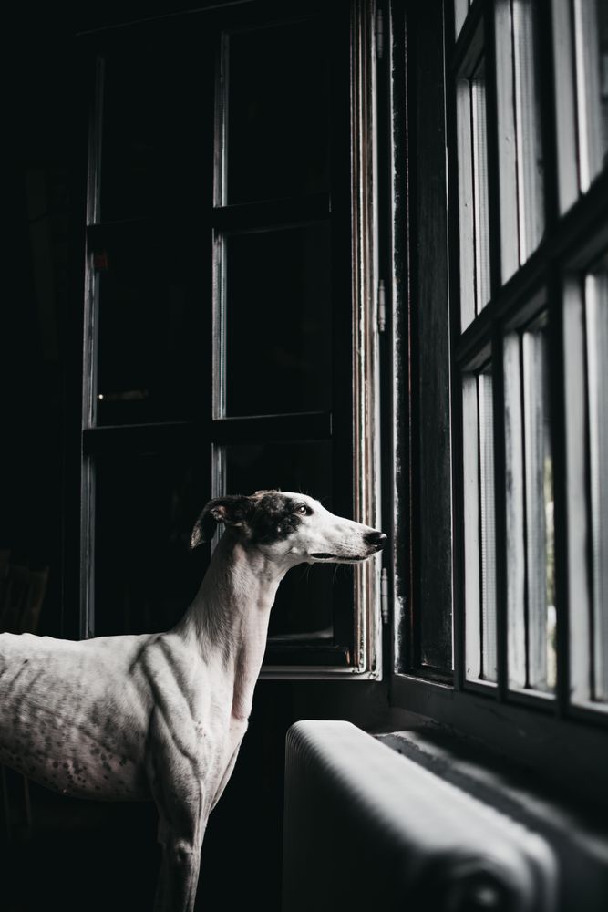 Cute dog looking through window