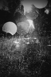 B&W long grass surrounded by trees with light shining through