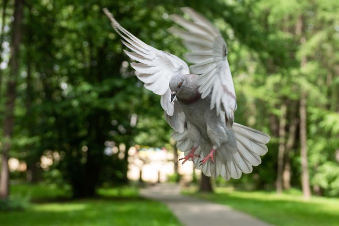 dove flying near trees