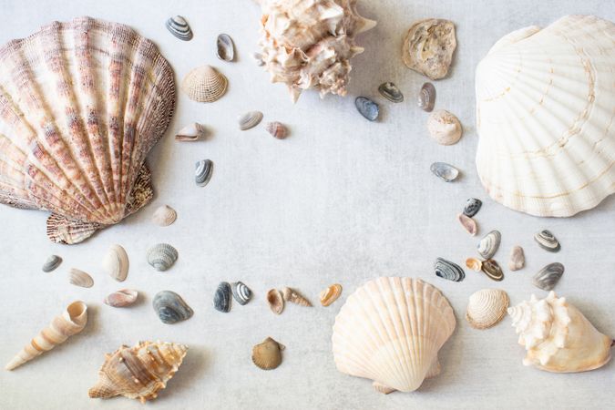 Seashells on a grey backdrop in an arrangement. Flatlay. Copy space