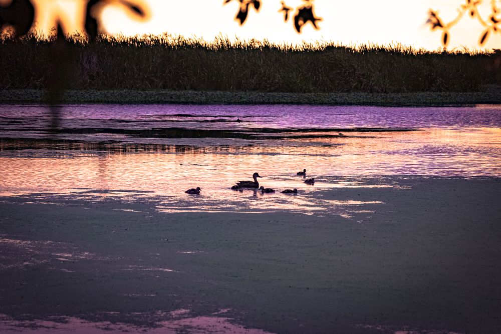 Mother duck and ducklings in quiet marshy lake at dawn or dusk