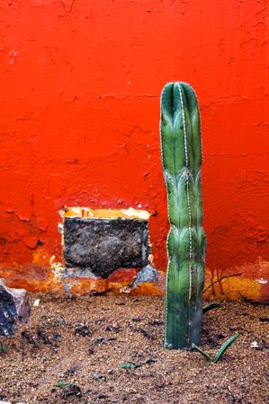 One cactus growing against red wall