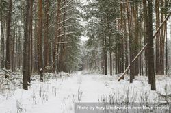 Wintry forest with tall trees bGrrl4
