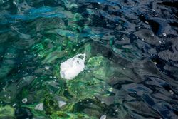 Plastic bag floating on water