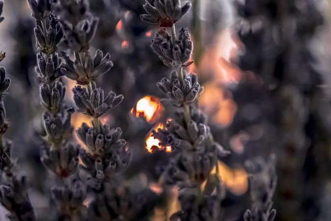 Close up of dried delicate tall purple flower with selective focus