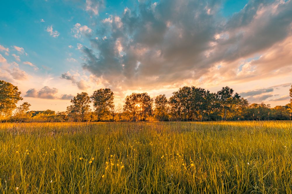 Tranquil field at sunset