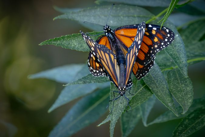 Mating Behavior of Endangered Monarch Butterflies on Green Foliage.