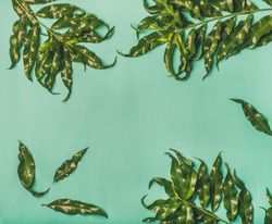 Spring or summer layout concept on green background