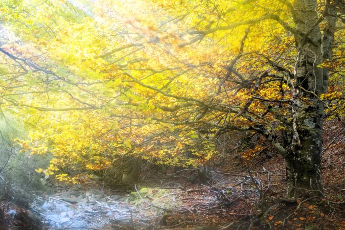 Blurred trees in green forest