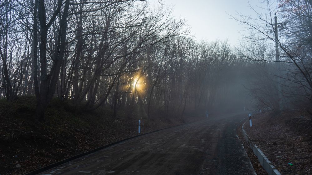 Sun peaking through foggy autumnal  forest