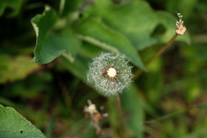 Dandelion seed head in green foliage