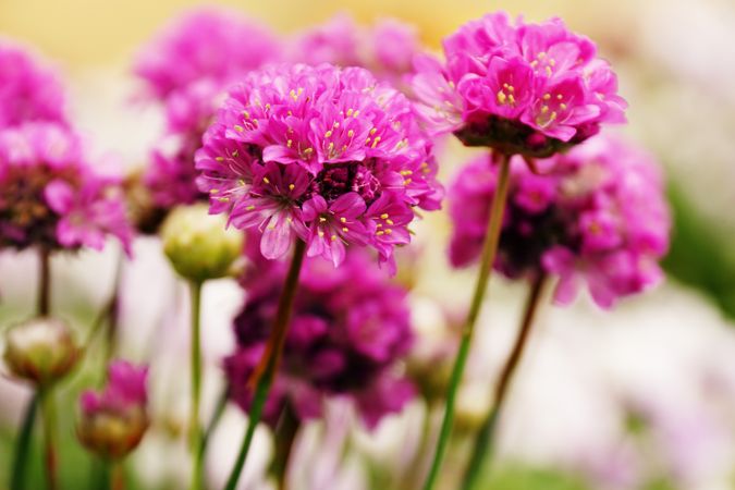 Bright pink flowers growing in park