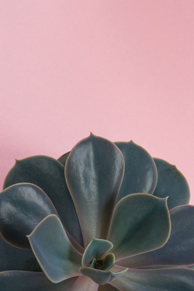 Green succulent, pink background