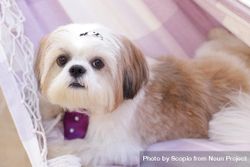 Shih Tzu puppy on pink textile 5kwdQ5